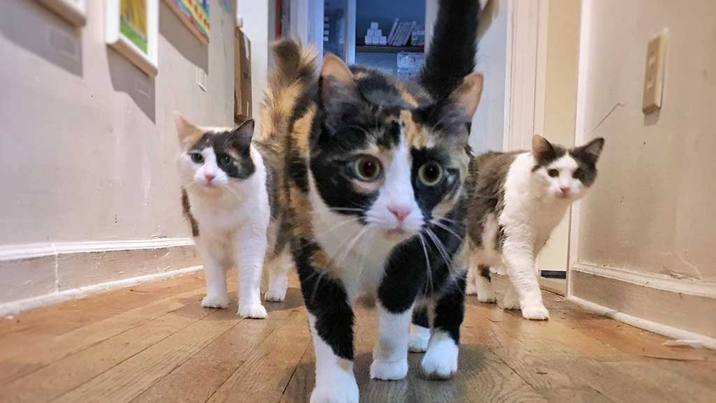 three_cats.jpg