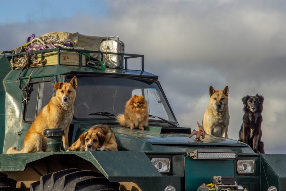 A-Group-of-Dogs-on-Green-Truck-.jpg
