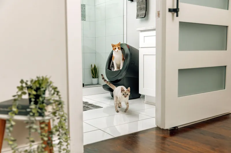 litter-robot-4-best-inventions.webp